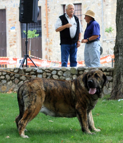 CH Raya Oscura Mastibe: Best Female, Villafranca del Bierzo 06.09.2014
