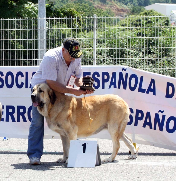 Bimba de Autocan: EXC 1 - Intermediate Class Females - Pola de Siero 16.07.2011
Keywords: 2011 autocan