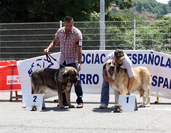 Roca I de los Piscardos: EXC 2, Bimba de Autocan: EXC 1 - Intermediate Class Females - Pola de Siero 16.07.2011
Keywords: 2011