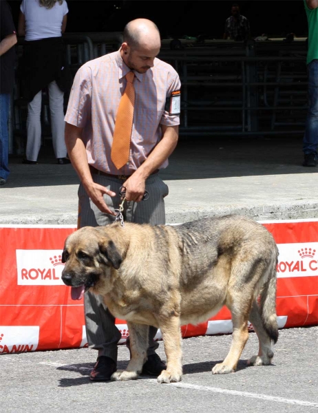 Duma de Reciecho: EXC - Open Class Females - Pola de Siero 16.07.2011
Keywords: 2011