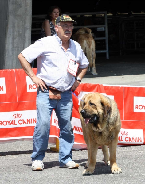 Chiqui: EXC 2 - Open Class Females - Pola de Siero 16.07.2011
Keywords: 2011 autocan