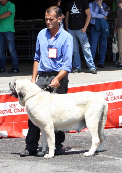 Encina de Bao la Madera: EXC - Open Class Females - Pola de Siero 16.07.2011
Keywords: 2011