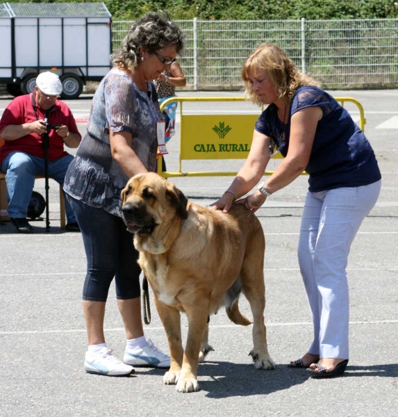 Deva de Folgueras: EXC - Open Class Females - Pola de Siero 16.07.2011
Keywords: 2011 fontexunquera