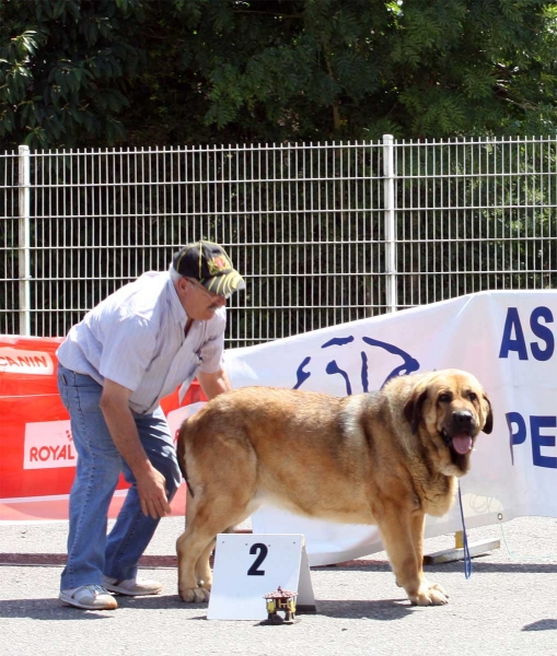 Chiqui: EXC 2 - Open Class Females - Pola de Siero 16.07.2011
Keywords: 2011 autocan