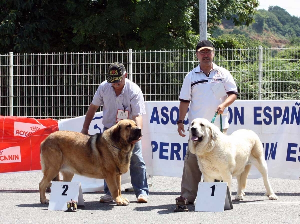 Chiqui: EXC 2, Torquemada de Fuente Mimbre: EXC 1 - Open Class Females - Pola de Siero 16.07.2011
Keywords: 2011