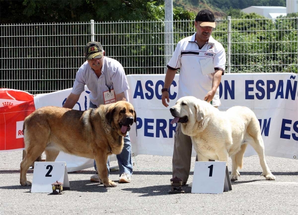 Chiqui: EXC 2, Torquemada de Fuente Mimbre: EXC 1 - Open Class Females - Pola de Siero 16.07.2011
Keywords: 2011