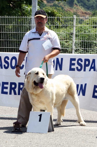 Torquemada de Fuente Mimbre: EXC 1 - Open Class Females - Pola de Siero 16.07.2011
Keywords: 2011 fuentemimbre