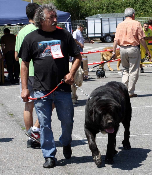 Toro de Villapedre: EXC  - Open Class Males - Pola de Siero 16.07.2011
Keywords: 2011