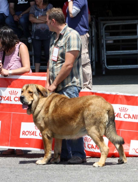 Astur de Folgueras: EXC - Open Class Males - Pola de Siero 16.07.2011
Keywords: 2011