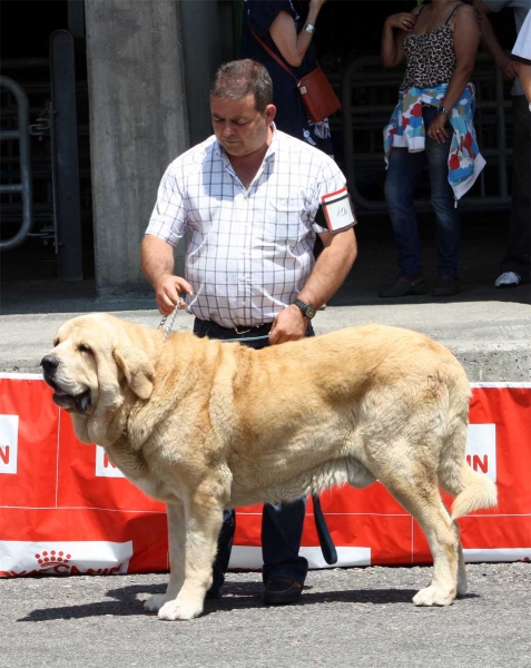 Conquistador de Hazas de Cesto: EXC  - Open Class Males - Pola de Siero 16.07.2011
Keywords: 2011