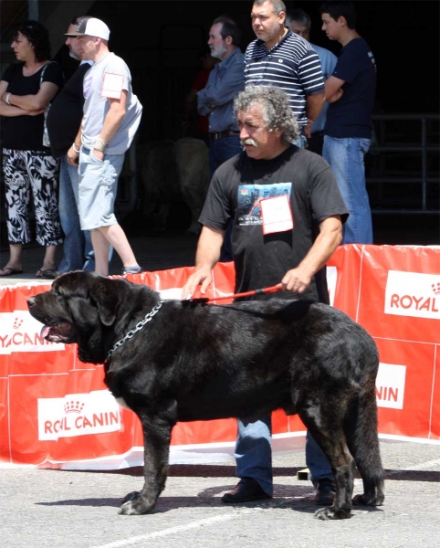 Toro de Villapedre: EXC  - Open Class Males - Pola de Siero 16.07.2011
Keywords: 2011