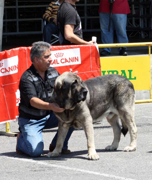 Wilki de Bao la Madera: EXC 2 - Open Class Males - Pola de Siero 16.07.2011
Keywords: 2011 carpinteria