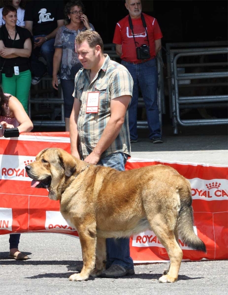 Conquistador de Hazas de Cesto: EXC  - Open Class Males - Pola de Siero 16.07.2011
Keywords: 2011