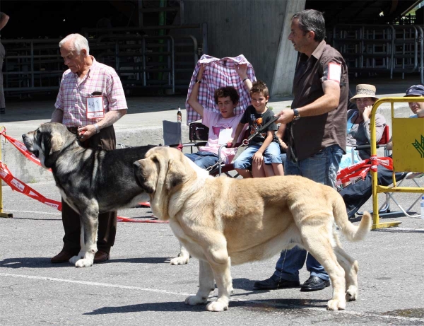 In front Castaño de Bao la Madera: EXC & Tor: EXC  - Open Class Males - Pola de Siero 16.07.2011
Keywords: 2011