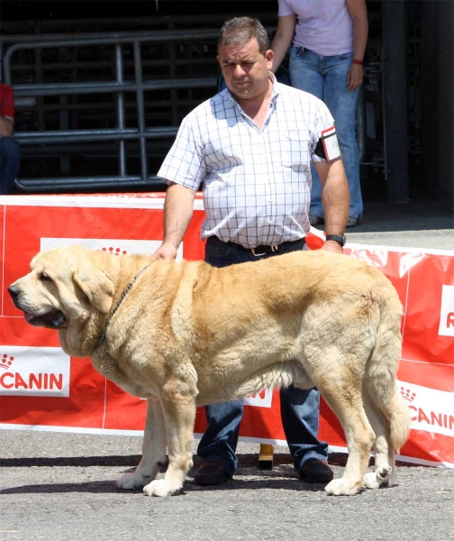 Conquistador de Hazas de Cesto: EXC  - Open Class Males - Pola de Siero 16.07.2011
Keywords: 2011