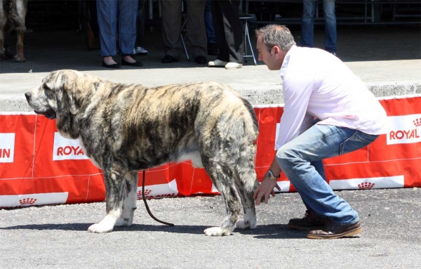 Tigre de los Montes Pravianos: EXC 4 - Open Class Males - Pola de Siero 16.07.2011
Keywords: 2011 pravianos