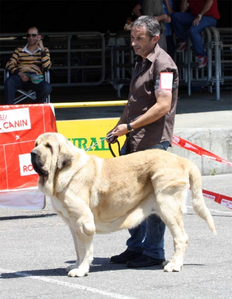 Castaño de Bao la Madera: EXC  - Open Class Males - Pola de Siero 16.07.2011
Keywords: 2011 baolamadera