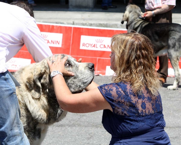 Tigre de los Montes Pravianos: EXC 4 - Open Class Males - Pola de Siero 16.07.2011
Keywords: 2011 pravianos