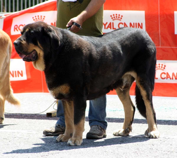 Bostom de Tierra de Órbigo: EXC  - Open Class Males - Pola de Siero 16.07.2011
Keywords: 2011 tierraorbigo