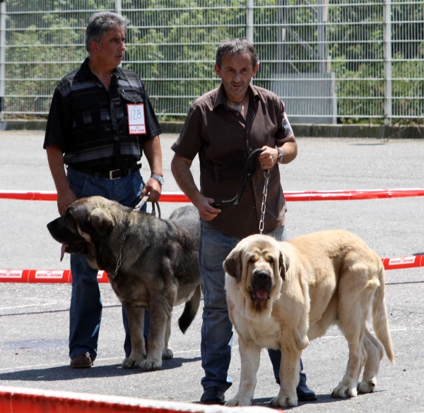 Wilki de Bao la Madero: EXC 2, Castaño de Bao la Madera: EXC  - Open Class Males - Pola de Siero 16.07.2011
Keywords: 2011