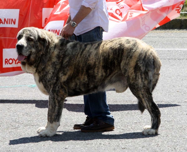 Tigre de los Montes Pravianos: EXC 4 - Open Class Males - Pola de Siero 16.07.2011
Keywords: 2011 pravianos