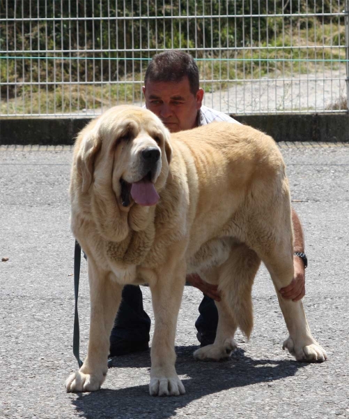 Conquistador de Hazas de Cesto: EXC  - Open Class Males - Pola de Siero 16.07.2011
Keywords: 2011