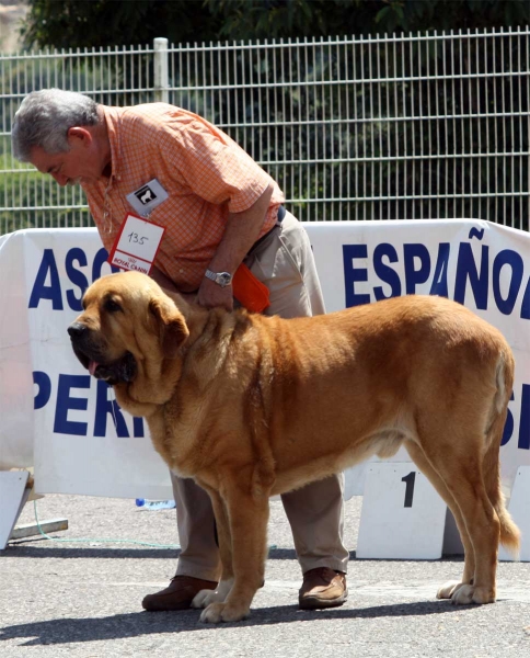 Balak de Tierra de Órbigo: EXC 3  - Open Class Males - Pola de Siero 16.07.2011
Keywords: 2011 tierraorbigo