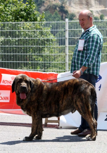 Tigre de Buxionte: EXC  - Open Class Males - Pola de Siero 16.07.2011
Keywords: 2011 buxionte