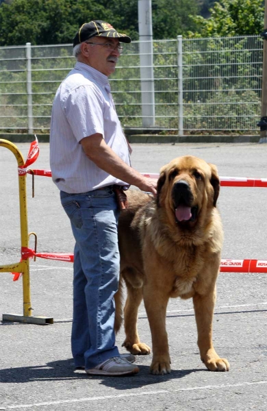 Roco de Autocan: EXC - Open Class Males - Pola de Siero 16.07.2011
Keywords: 2011 autocan