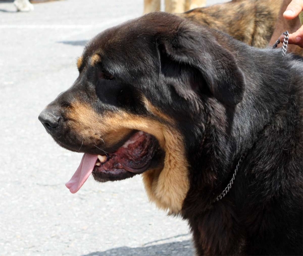 Open Class Males - Pola de Siero 16.07.2011
Anahtar kelimeler: 2011 head portrait cabeza