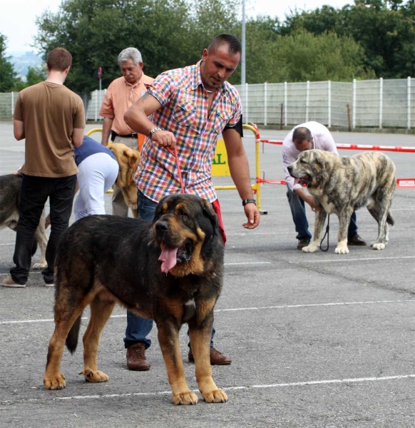 : EXC - Apolo de los Piscardos: EXC 1, Tigre de los Montes Pravianos: EXC 4 - Open Class Males - Pola de Siero 16.07.2011
Keywords: 2011