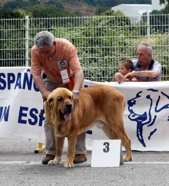 Balak de Tierra de Órbigo: EXC 3 - Ring Open Class Males - Pola de Siero 16.07.2011
Keywords: 2011 tierraorbigo