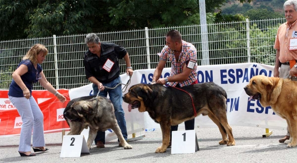 Wilki de Bao la Madera: EXC 2, Apolo de los Piscardos: EXC 1, Balak de Tierra de Órbigo: EXC 3 - Ring Open Class Males - Pola de Siero 16.07.2011
Keywords: 2011