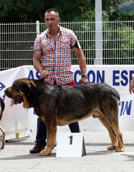 Apolo de los Piscardos: EXC 1 - Ring Open Class Males - Pola de Siero 16.07.2011
Keywords: 2011 piscardos