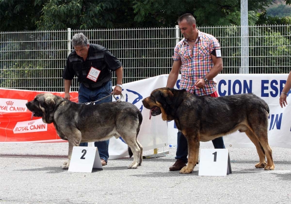 Wilki de Bao la Madera: EXC 2, Apolo de los Piscardos: EXC 1  - Ring Open Class Males - Pola de Siero 16.07.2011
Keywords: 2011