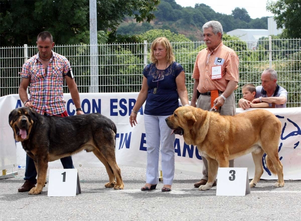 Apolo de los Piscardos: EXC 1, Balak de Tierra de Órbigo: EXC 3 - Ring Open Class Males - Pola de Siero 16.07.2011
Keywords: 2011