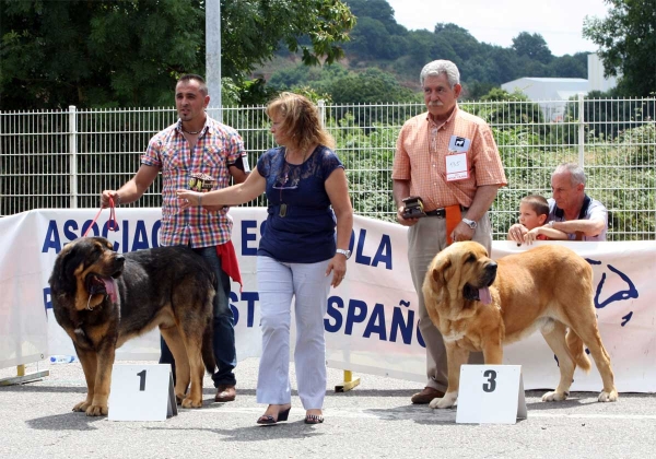 Apolo de los Piscardos: EXC 1, Balak de Tierra de Órbigo: EXC 2 - Ring Open Class Males - Pola de Siero 16.07.2011
Keywords: 2011