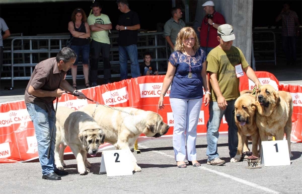 Castaño y Haya de Bao la Madera: 2,  Bimba y Balak de Tierra de Órbigo: 1 - Pair Class - Pola de Siero 16.07.2011
Keywords: 2011