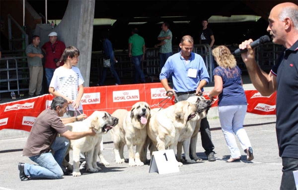 Bao la Madera: 1 - Breeding Group - Pola de Siero 16.07.2011
Keywords: 2011 baolamadera