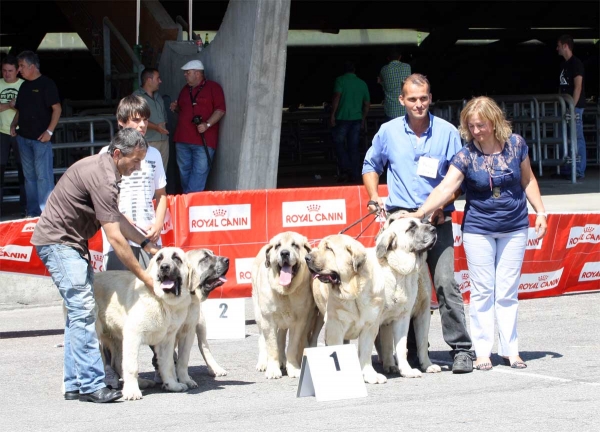 Bao la Madera: 1 - Breeding Group - Pola de Siero 16.07.2011
Keywords: 2011 baolamadera