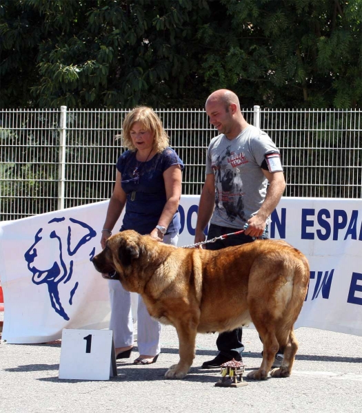 Brisa de Filandón: EXC 1 - Champion Class Females - Pola de Siero 16.07.2011
Keywords: 2011 filandon