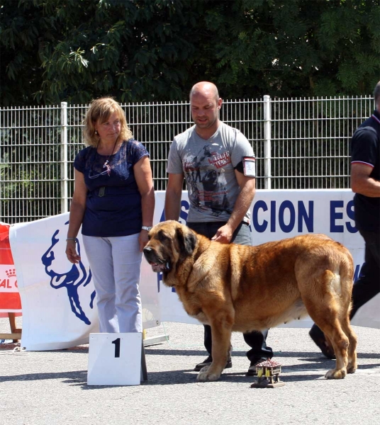 Brisa de Filandón: EXC 1 - Champion Class Females - Pola de Siero 16.07.2011
Keywords: 2011 filandon