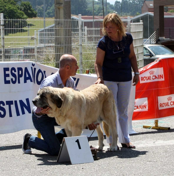 CH Milena de Hazas de Cesto: EXC 1 - Veteran Class - Pola de Siero 16.07.2011
Keywords: 2011 hazasdecasto veteran veteranos