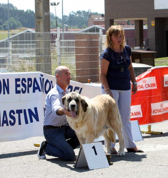 CH Milena de Hazas de Cesto: EXC 1 - Veteran Class - Pola de Siero 16.07.2011
Keywords: 2011 hazasdecesto veteran veteranos