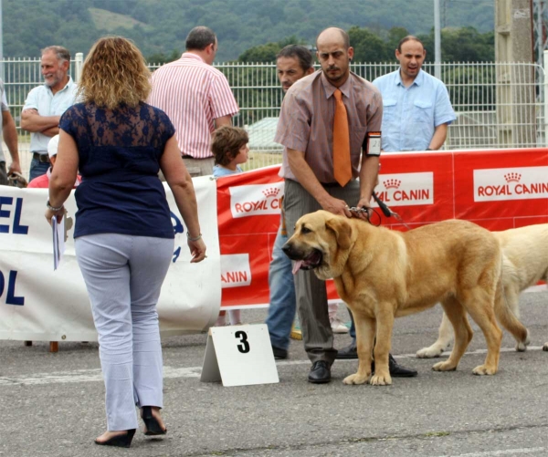 Dakar: MB 3 - Puppy Class Males - Pola de Siero 16.07.2011
Keywords: 2011