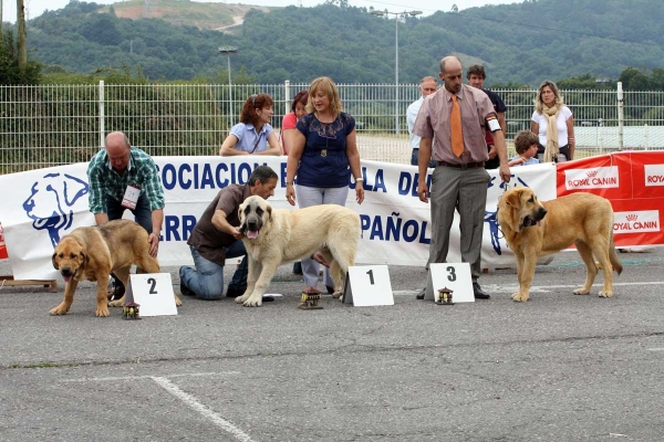 Giron de Buxionte: MB 2, Pegaso de Bao la Madera: MB 1, Dakar: MB 3 - Puppy Class Males - Pola de Siero 16.07.2011
Keywords: 2011