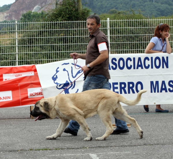 Puppy Class Females - Pola de Siero 16.07.2011
Keywords: 2011 baolamadera