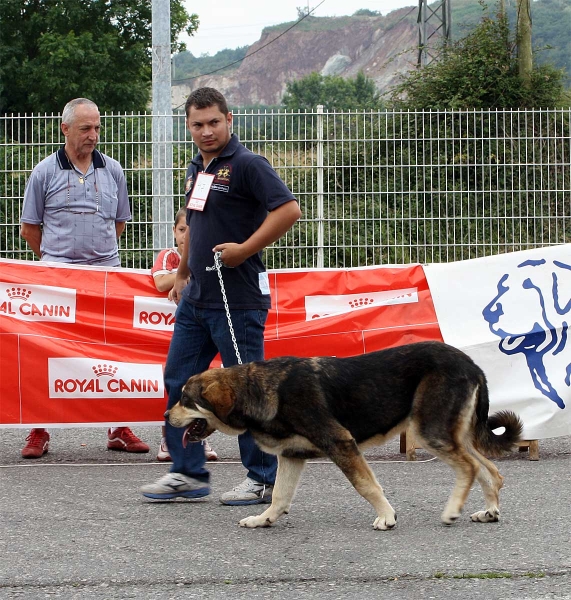 Puppy Class Females - Pola de Siero 16.07.2011
Keywords: 2011