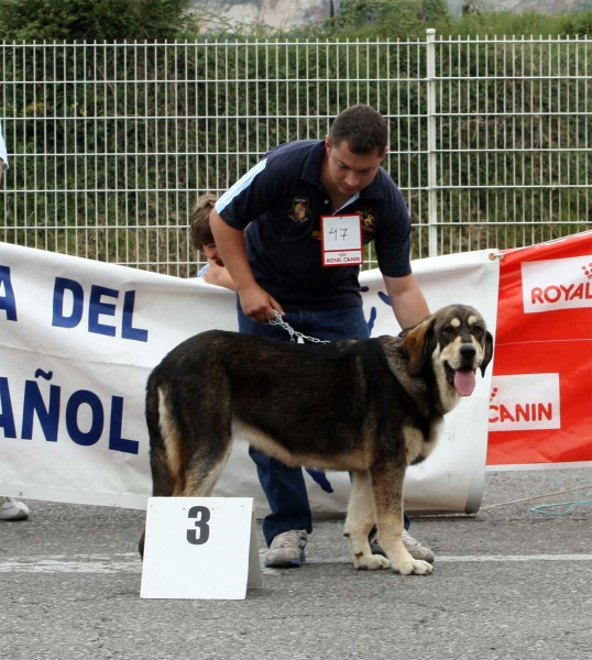 Julie Aldeburriaga: MB 3 - Puppy Class Females - Pola de Siero 16.07.2011
Keywords: 2011 aldeburriaga