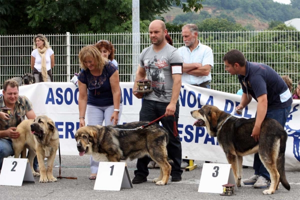 Anka de Villapedre: MB 2, Bruma de Filandón: MB 1, Julie Aldeburriaga: MB 3 - Puppy Class Females - Pola de Siero 16.07.2011


Keywords: 2011